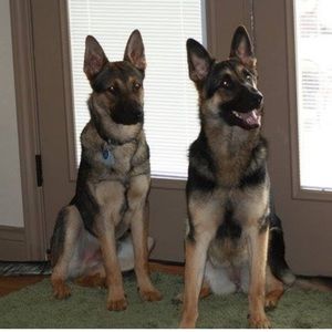 I am pet friendly expect hairs -All must go!!